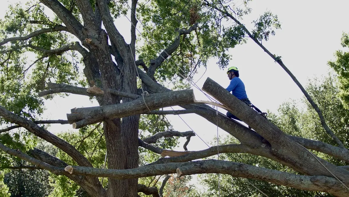 Professional Crown Thinning performed by certified arborists in Hancock